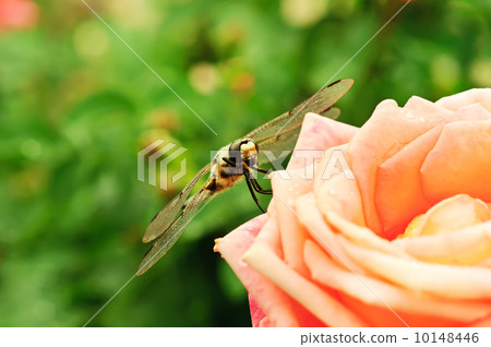 Dragonfly on the rose Dragonfly on the rose 10148446