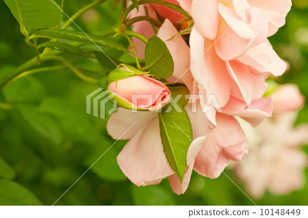 White rose 10148449