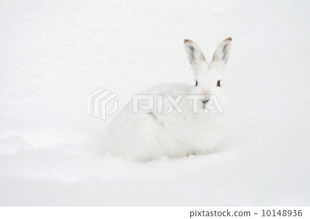 Azuki rabbit 10148936
