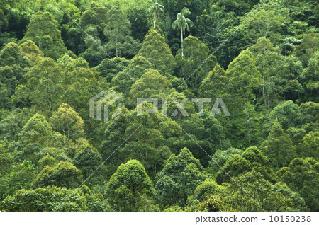Tropical rainforest. 10150238