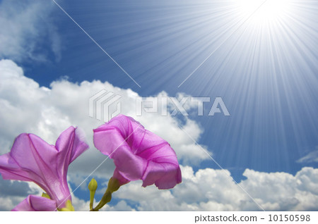 morning glory flower morning glory flower 10150598