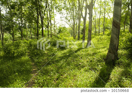 Rubber Plantation. Rubber Plantation. 10150668