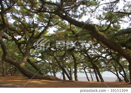 World cultural heritage Miho no Matsubara 10151304