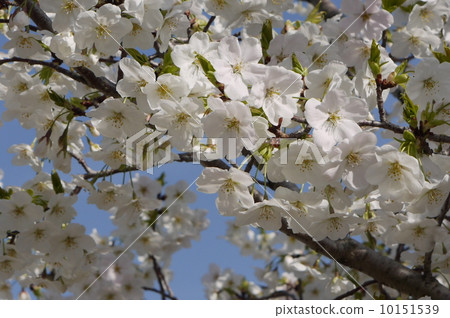 Taiko Sakura 10151539