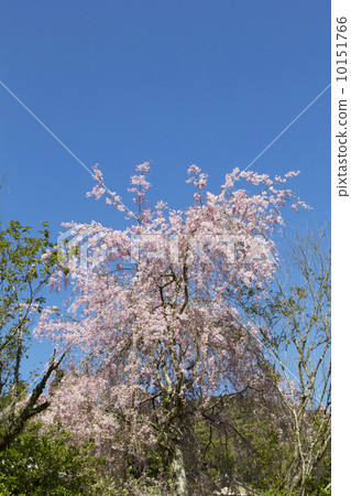 Weeping cherry blossoms and fresh green Weeping cherry blossoms and fresh green 10151766
