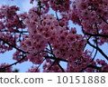 櫻桃樹 10151888