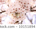 櫻桃樹 10151894