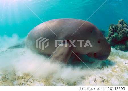 Dugong to eat bait 10152205