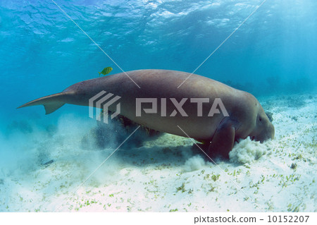 Dugong to eat bait 10152207