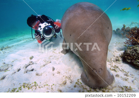 Diver and dugong 10152209