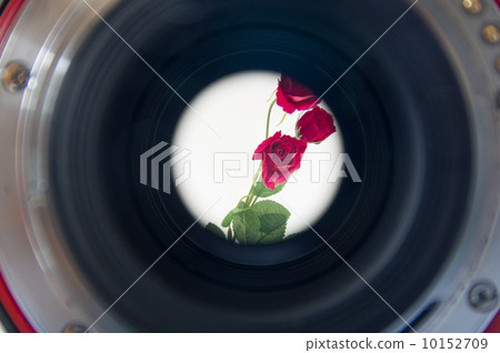 Roses over the lens (artificial flowers) 10152709
