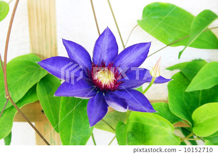 blue star flower 10152710
