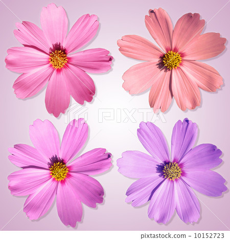 four beautiful blossoms four beautiful blossoms 10152723