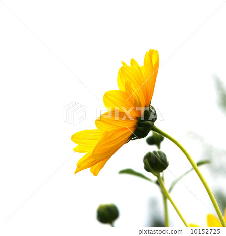 Nice yellow flowers Nice yellow flowers 10152725