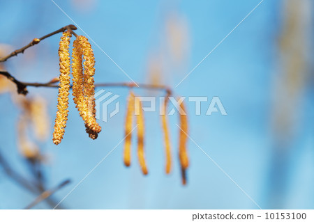 Male catkins of Alder tree close Male catkins of Alder tree close 10153100
