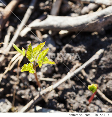 green sprout in wet soil close up green sprout in wet soil close up 10153103