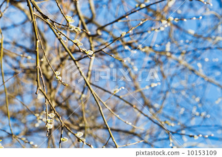 twigs of pussy willow tree with catkins in spring 10153109