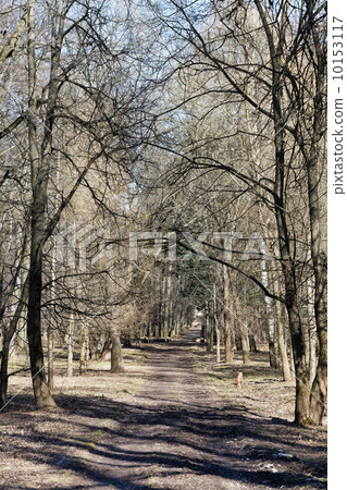 country road in park 10153117