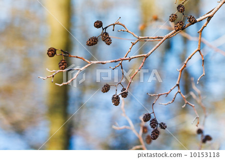 dried female catkins on alder tree branch dried female catkins on alder tree branch 10153118