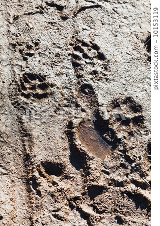 animals and people steps in dirt 10153119