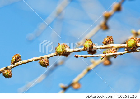 cones on larch tree twig with blue spring sky 10153129