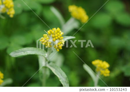 哈哈高 哈哈高 10153243