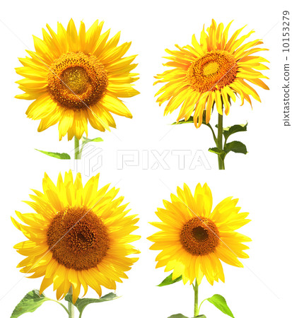 Collection of sunflowers 10153279