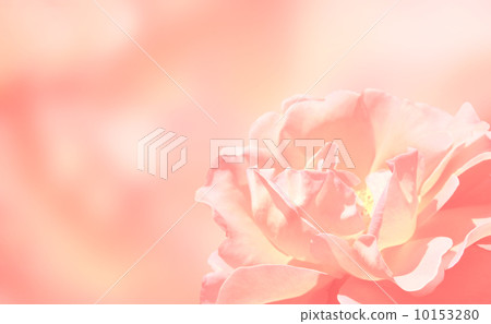 Banner with rose 10153280