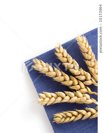 ears of wheat on white 10153964