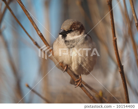 Sparrow on branch 10154400
