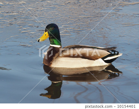 duck on the lake 10154401