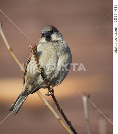 Sparrow on branch 10154412