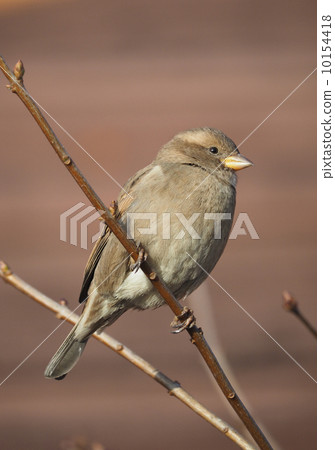 Sparrow on branch 10154418