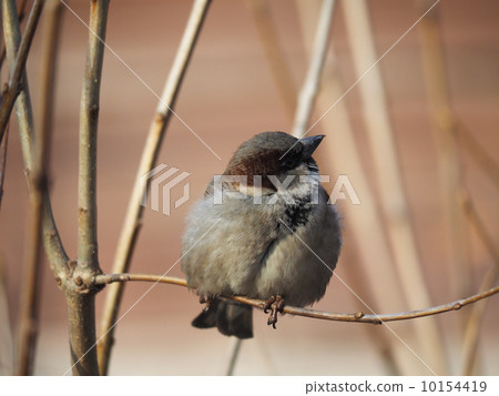 Sparrow on branch 10154419