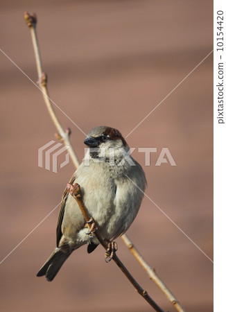 Sparrow on branch 10154420