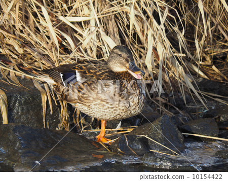 duck on the lake 10154422