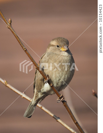 Sparrow on branch 10154423