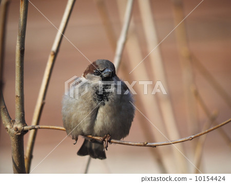 Sparrow on branch 10154424
