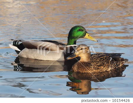 duck on the lake 10154426