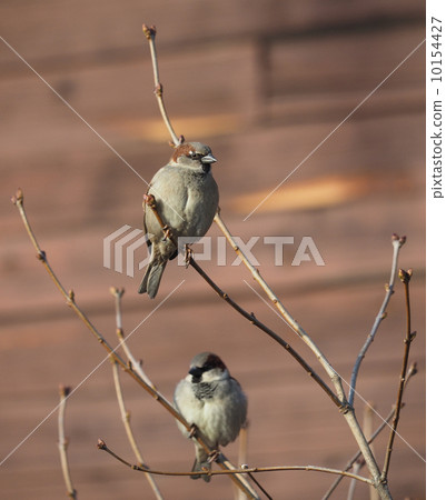 Sparrow on branch 10154427
