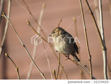 Sparrow on branch Sparrow on branch 10154429