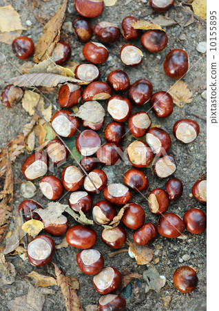 Chestnuts lying on the ground 10155895