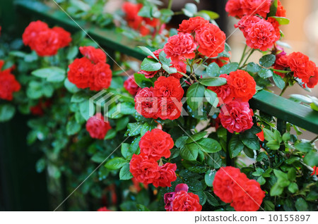 Detail of roses bush as floral background 10155897