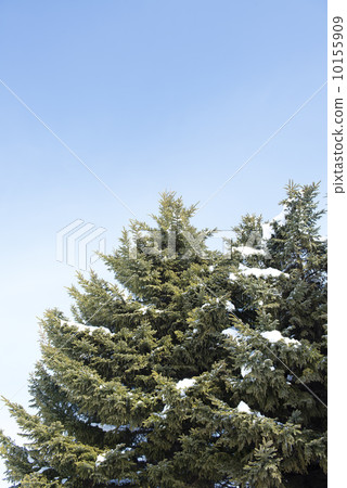 Winter pine Winter pine 10155909