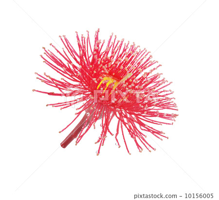 Eucalyptus red flowers 10156005