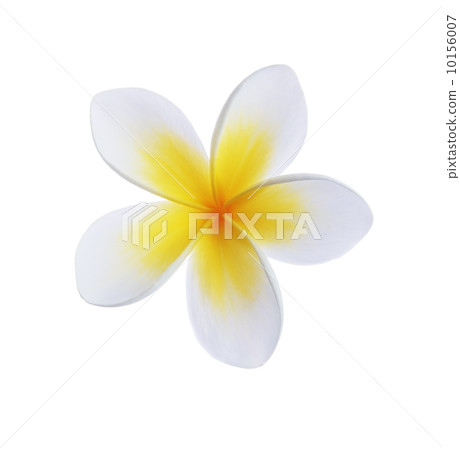 Frangipani flower Frangipani flower 10156007