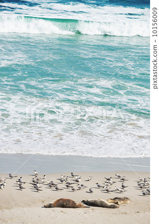 sea lions sea lions 10156009