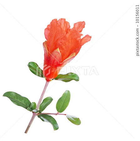 Pomegranate flower Pomegranate flower 10156011