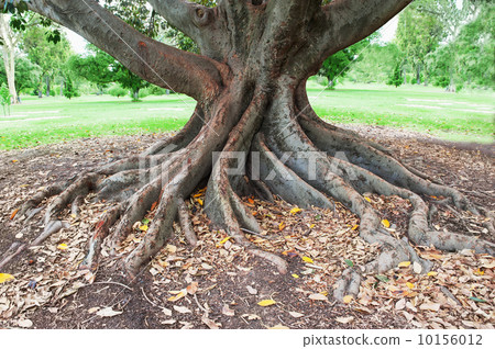 big tree roots big tree roots 10156012