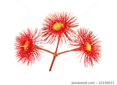 Eucalyptus red flowers 10156013